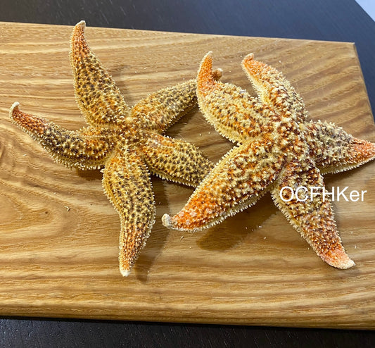 Dried Starfish 乾海星