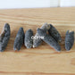澳洲紋禿參 Sea Cucumber